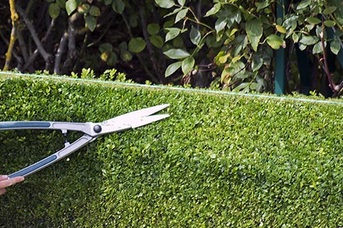 bush shrub trimming pruning